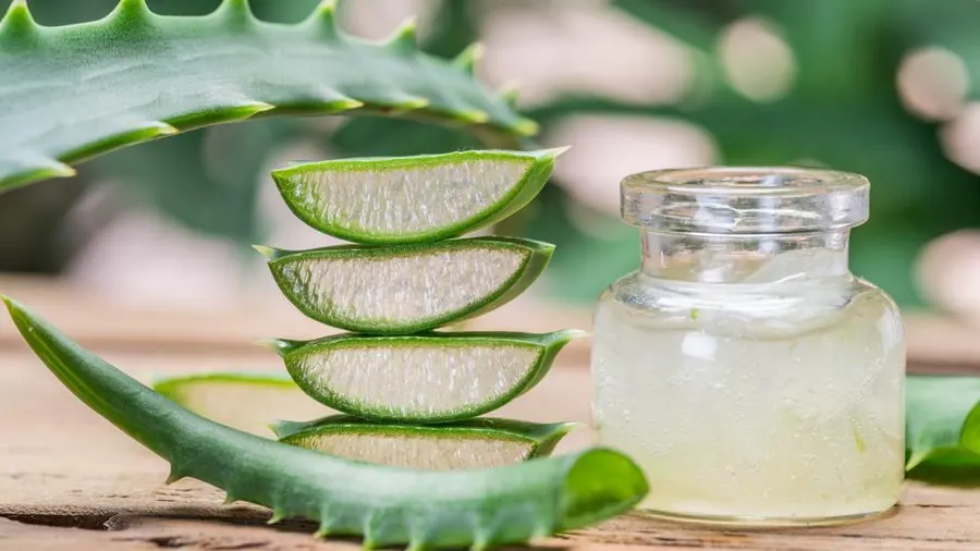 Aloe Vera First Spray: Das Geheimnis für den Erfolg eines Unabhängigen Distributors von Forever Living Products