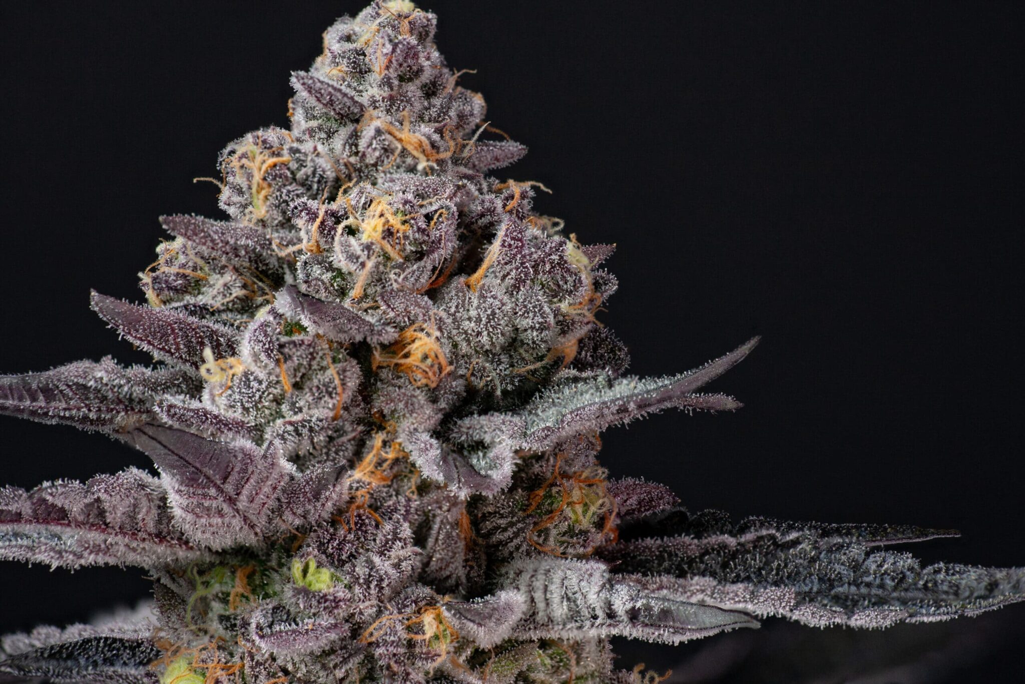Tropicana Cherry Strain – Cannabisgenuss mit Premium-Qualität