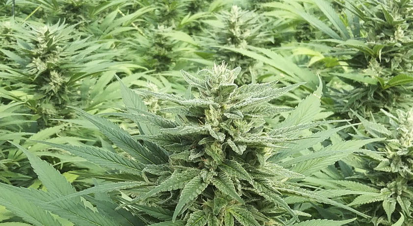 Tropicana Cherry Strain – Cannabisgenuss mit Premium-Qualität